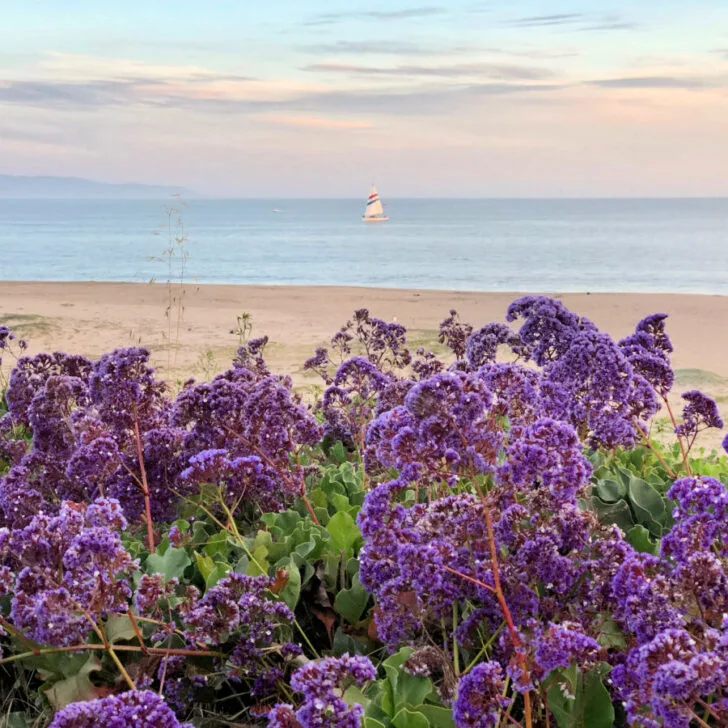 47 Fun Things to Do in California