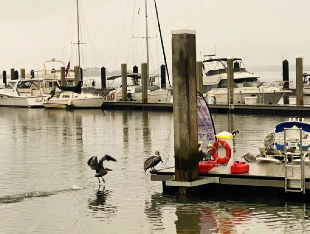 pelicans-playing-around-marina