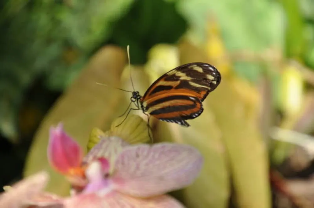 butterfly-rainforest-gainesville