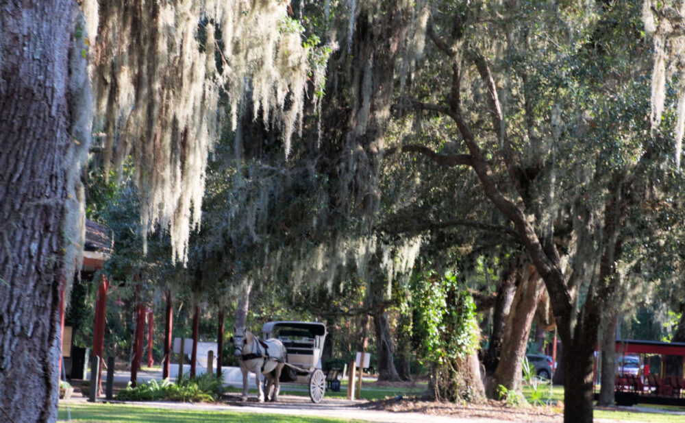 horse-drawn-carriage-under-oaks