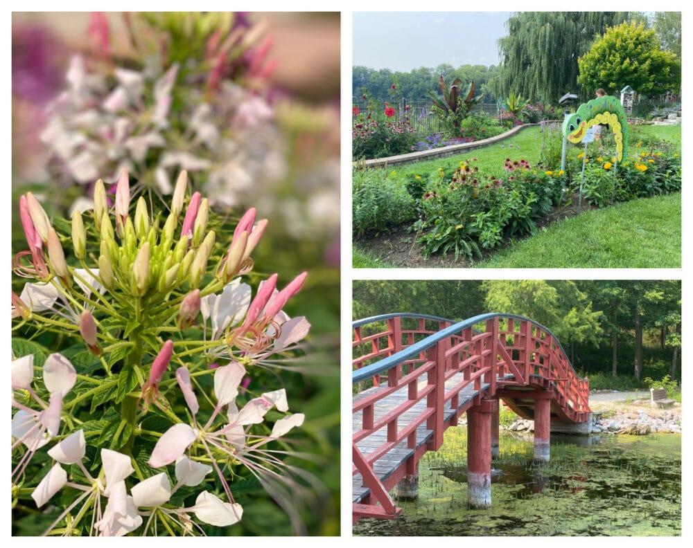 janesville-rotary-botanical-garden-blooms-and-bridge