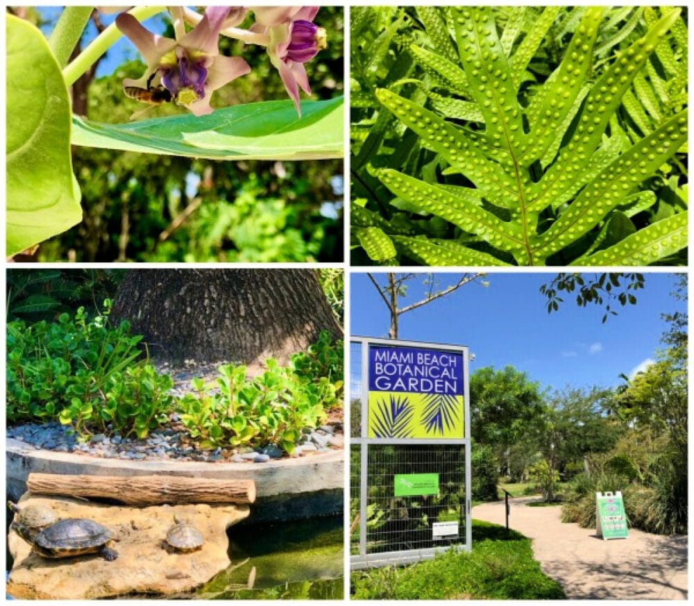 miami-beach-botanical-garden