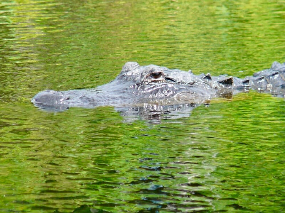 alligator-in-the-everglades