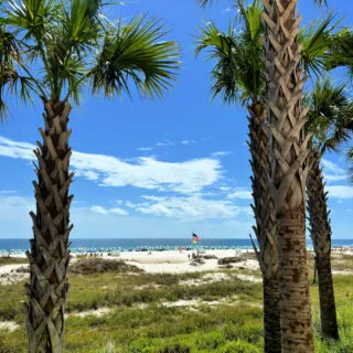 orange-beach-alabama-palm-trees