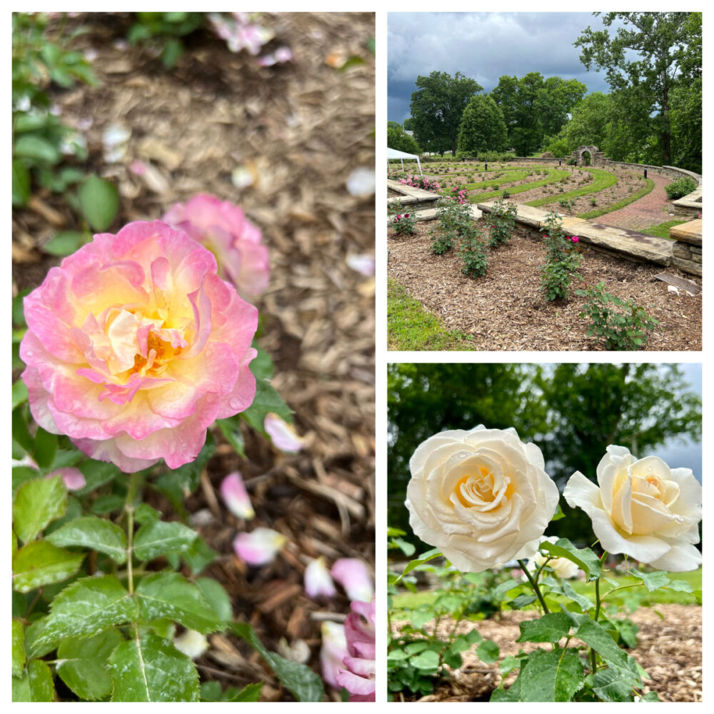ritter-park-rose-garden