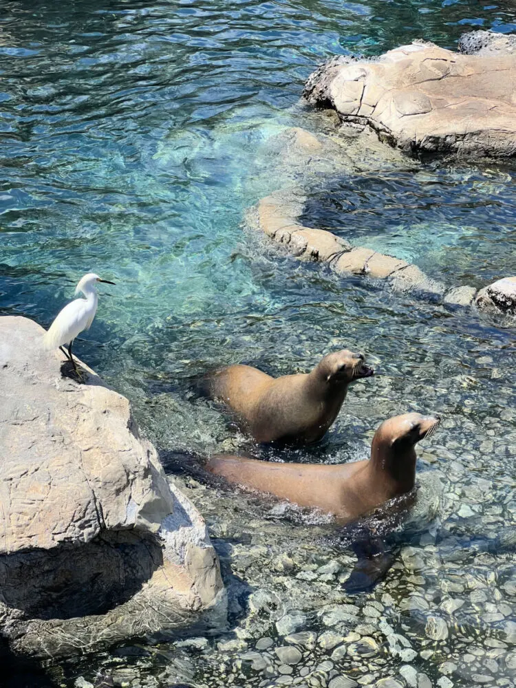 sea-lions-in-huge-pool