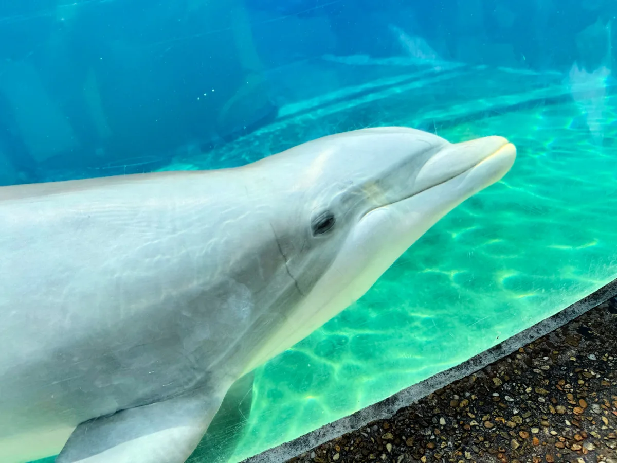 dolphin-aquarium-seaworld