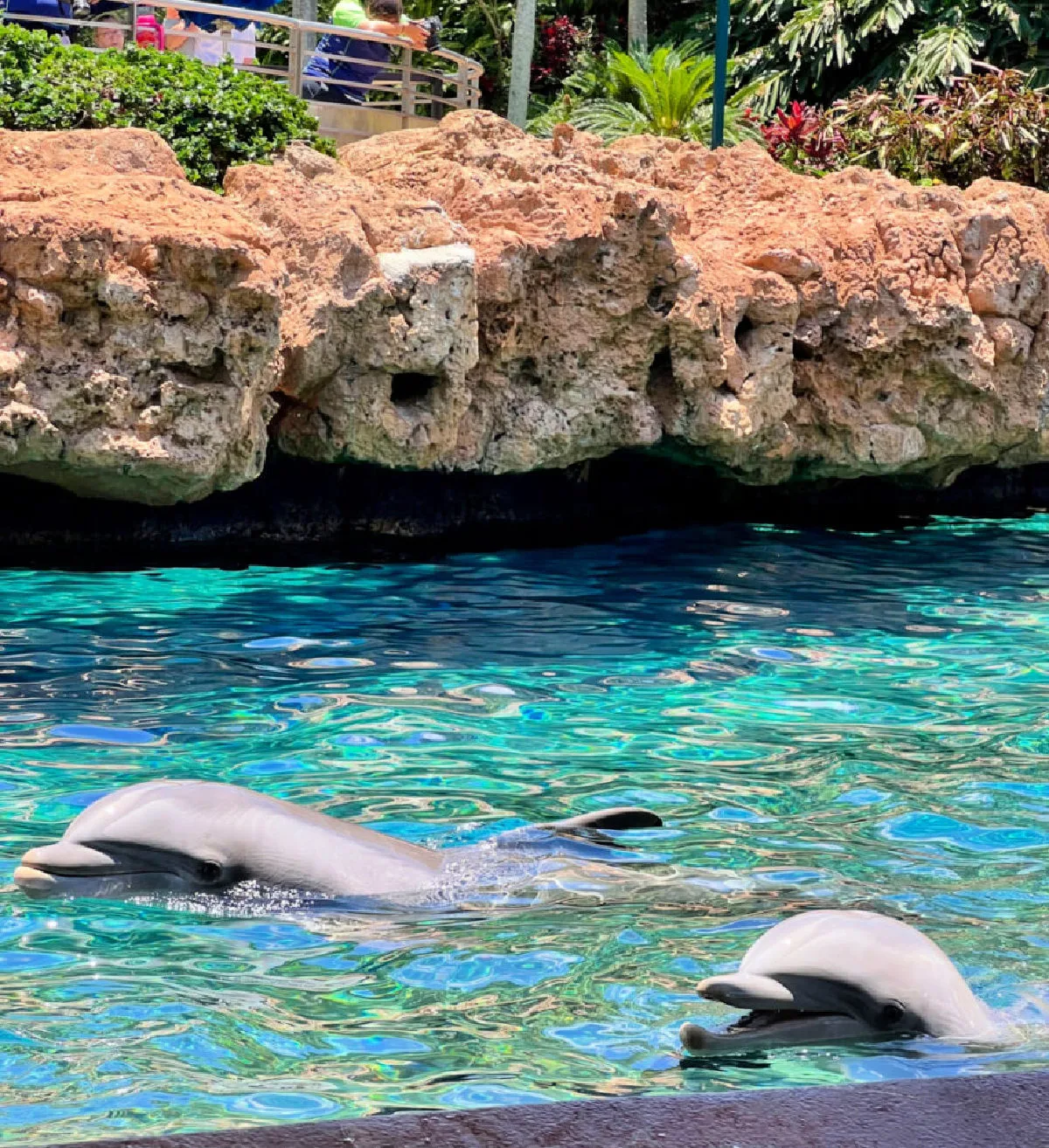 dolphin-encounter-theme-park-florida
