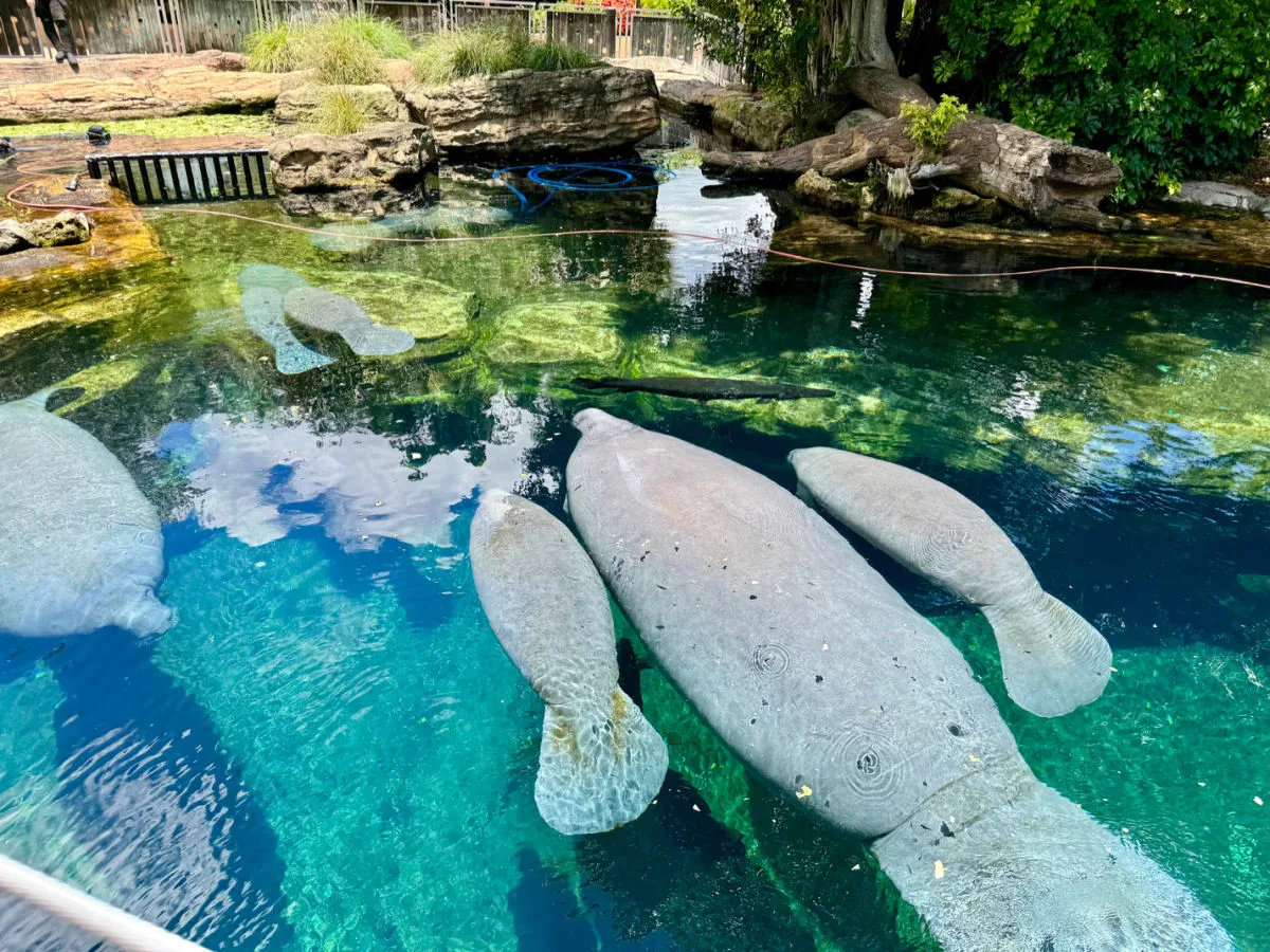 manatee-pool-seaworld