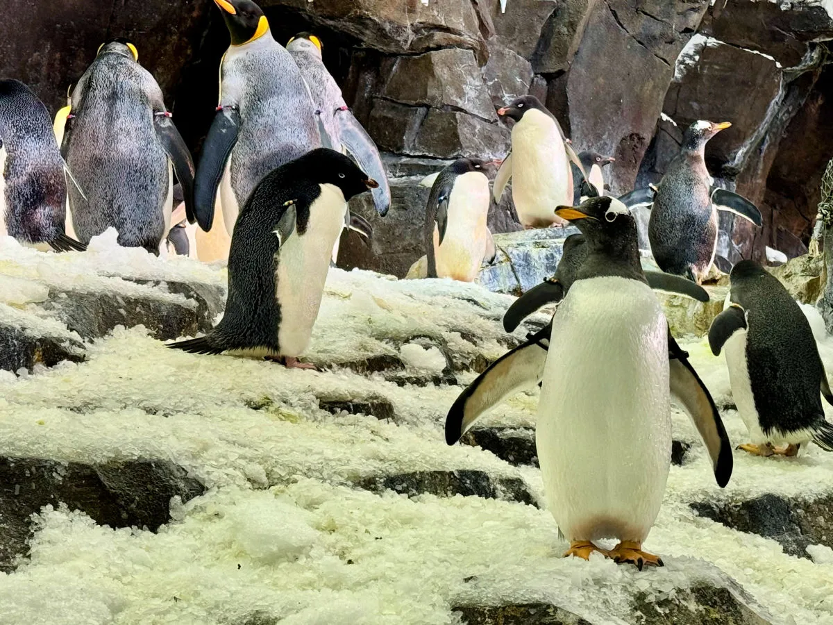 penguin-trek-at-seaworld-orlando
