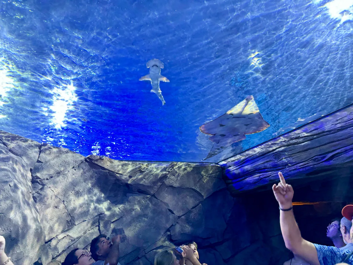 sea-life-at-seaworld