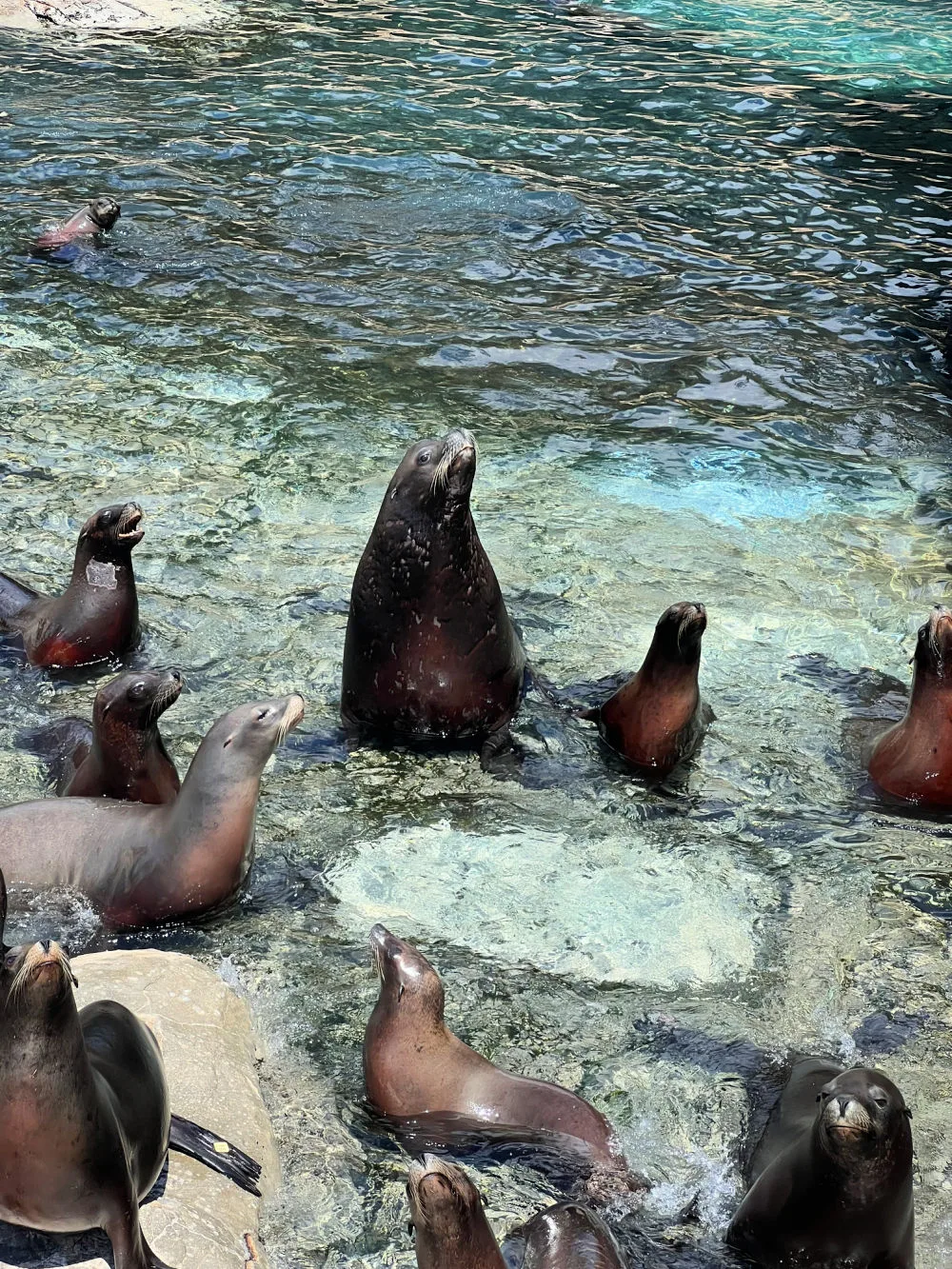seaworld-sea-lions