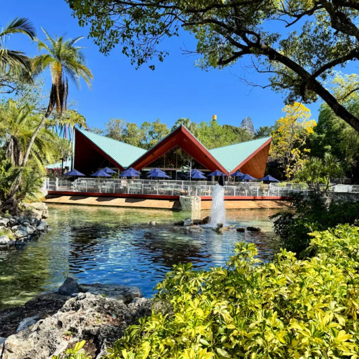 How to Visit Busch Gardens Tampa