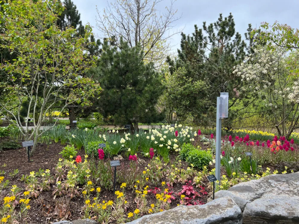 flowers-at-the-arboretum