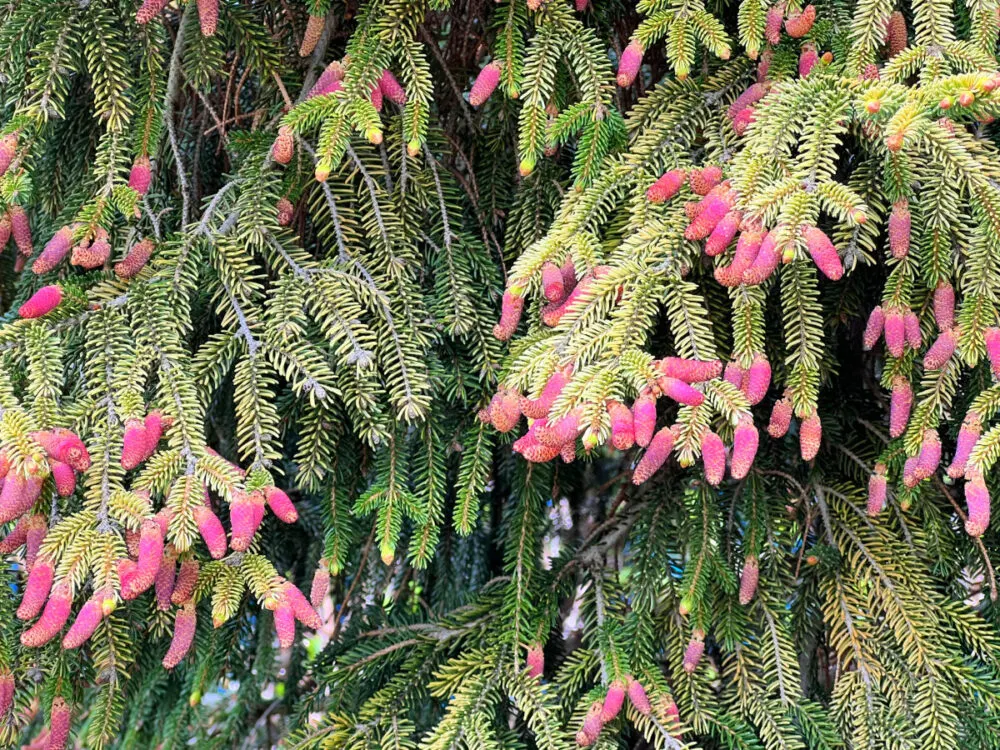 pink-tipped-oriental-spruce