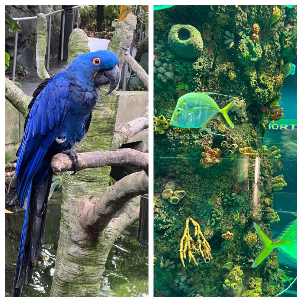 moody-gardens-aquarium-birds-fish