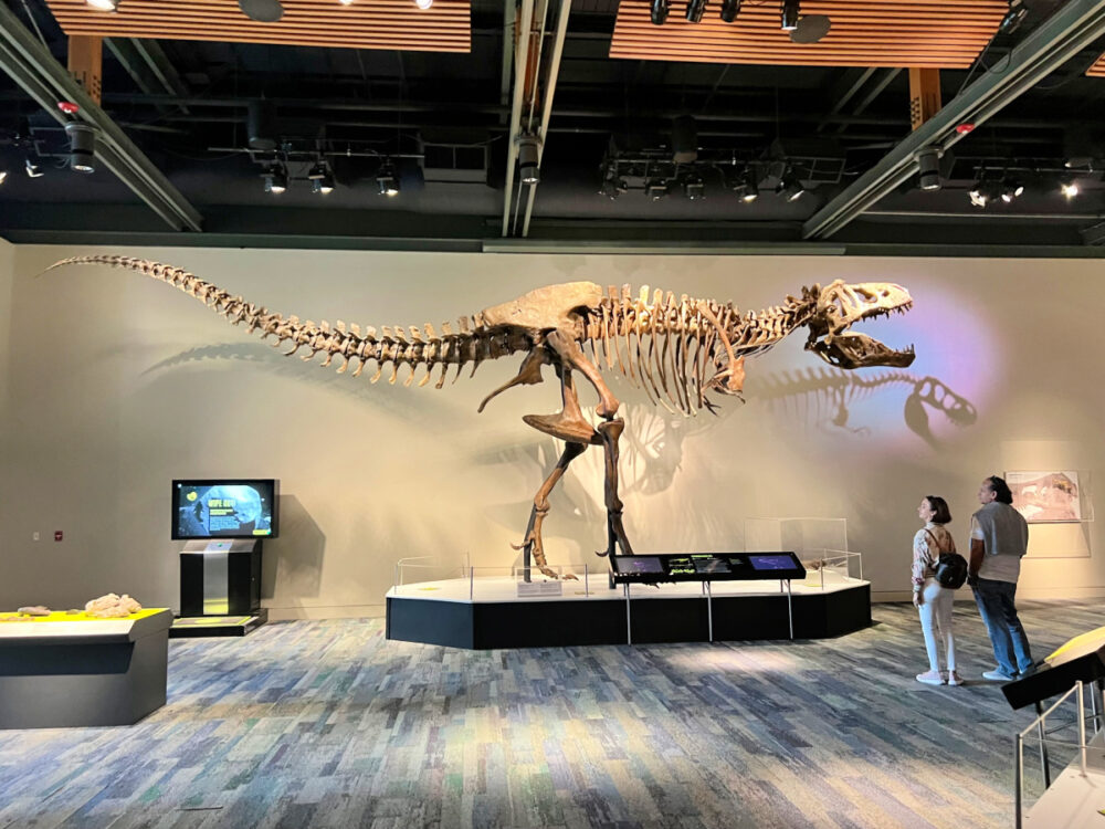 witte-museum-dinosaur-skeleton