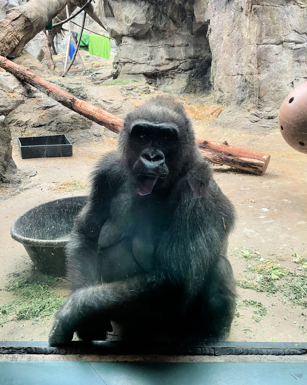 gorilla-boston-zoo