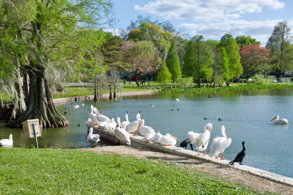 lakeland-pelicans-and-birds