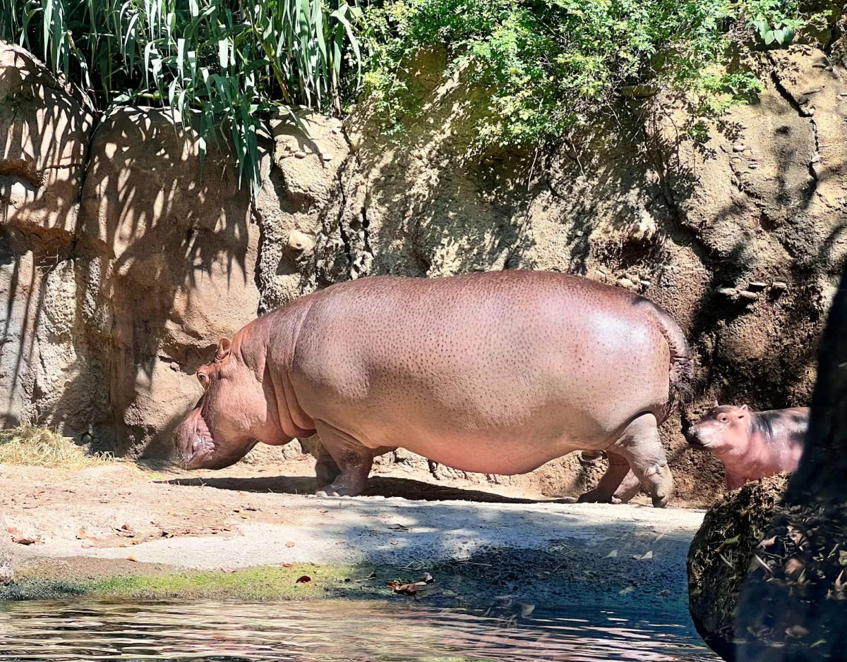 hippos-at-cincinnati-zoo