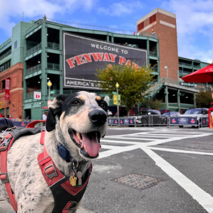 Massachusetts Dog Friendly Day Trips