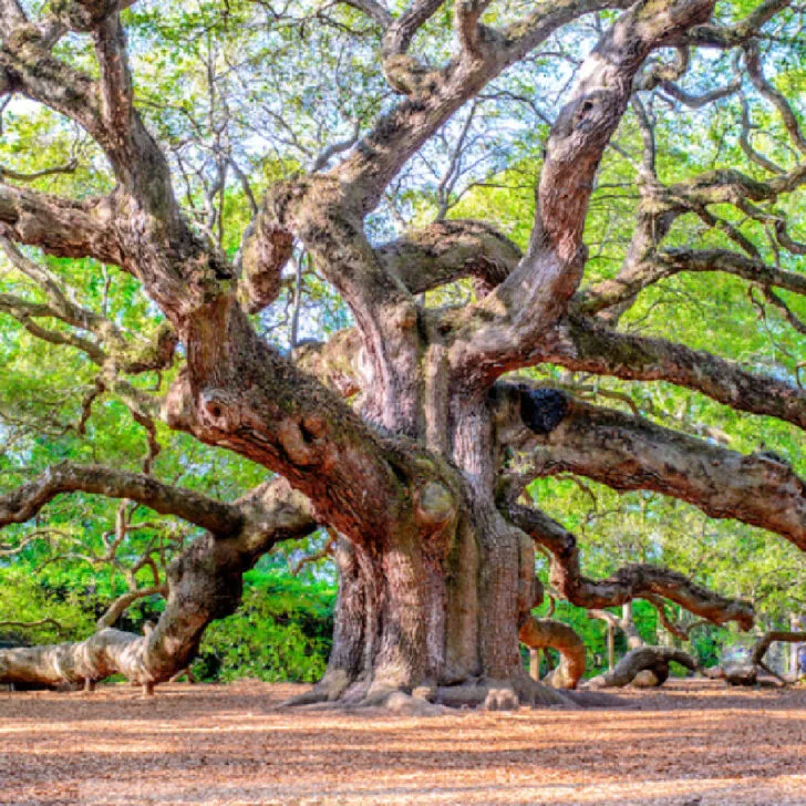 5 Fascinating Charleston, SC Attractions You Can’t Miss
