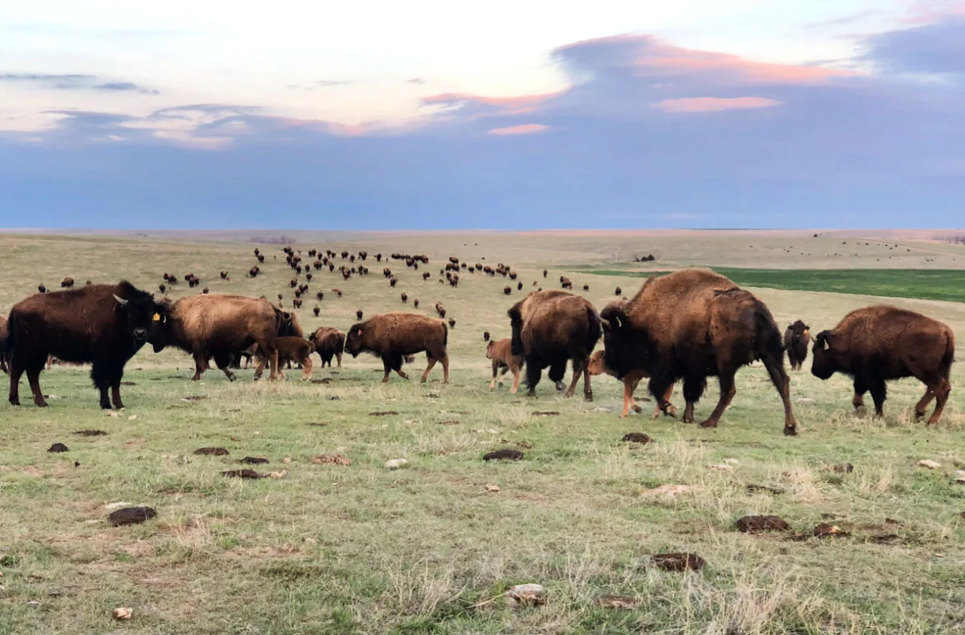 road-tripping-northwest-kansas-bison-field