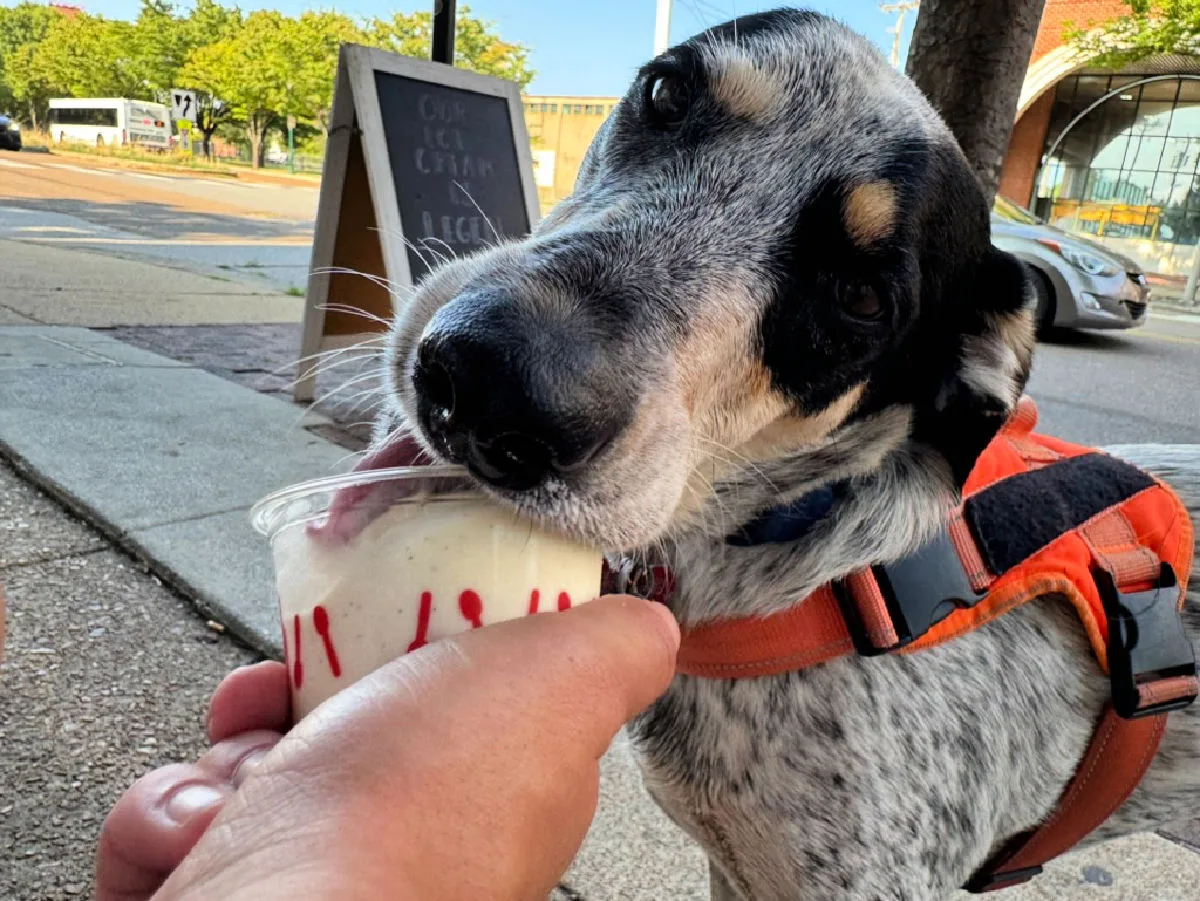 dog-eating-cup-of-ice-cream