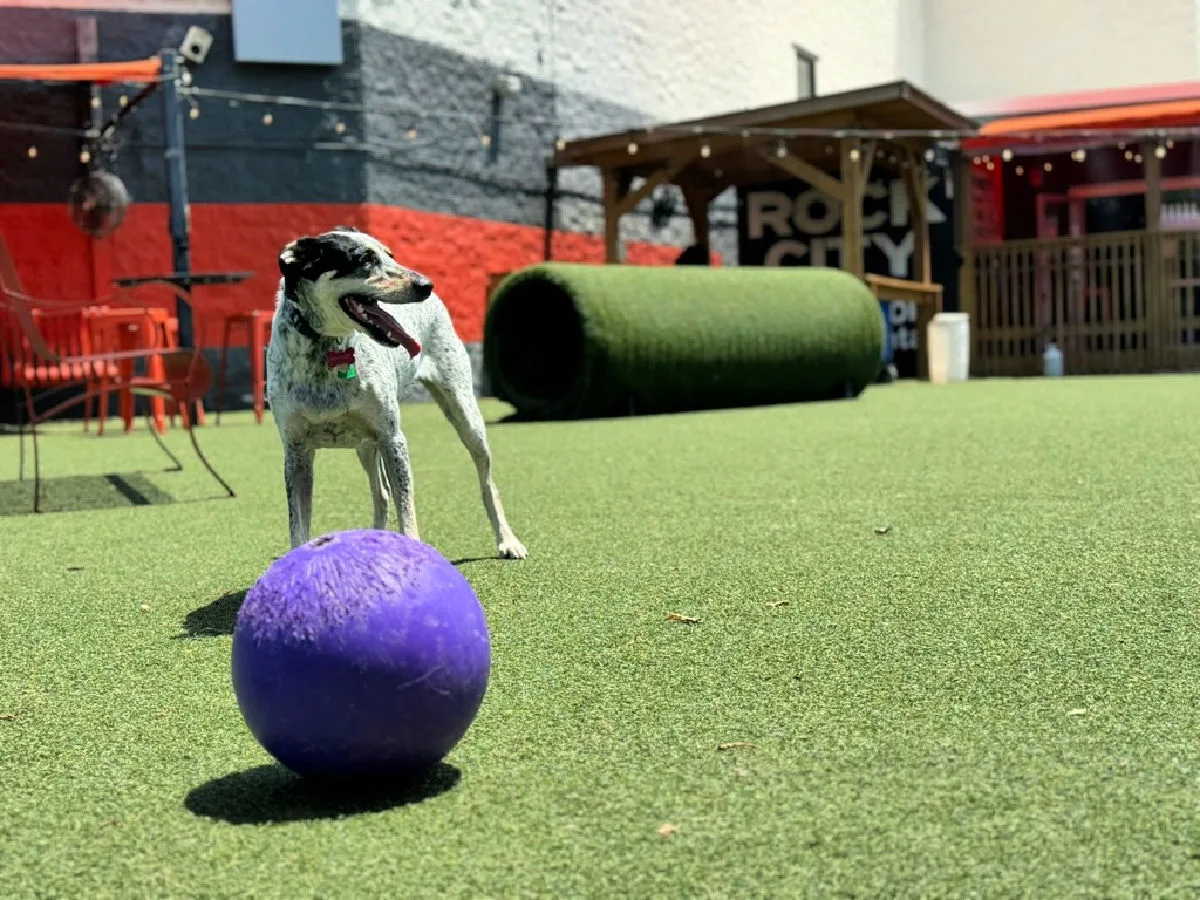 dog-friendly-places-in-chattanooga