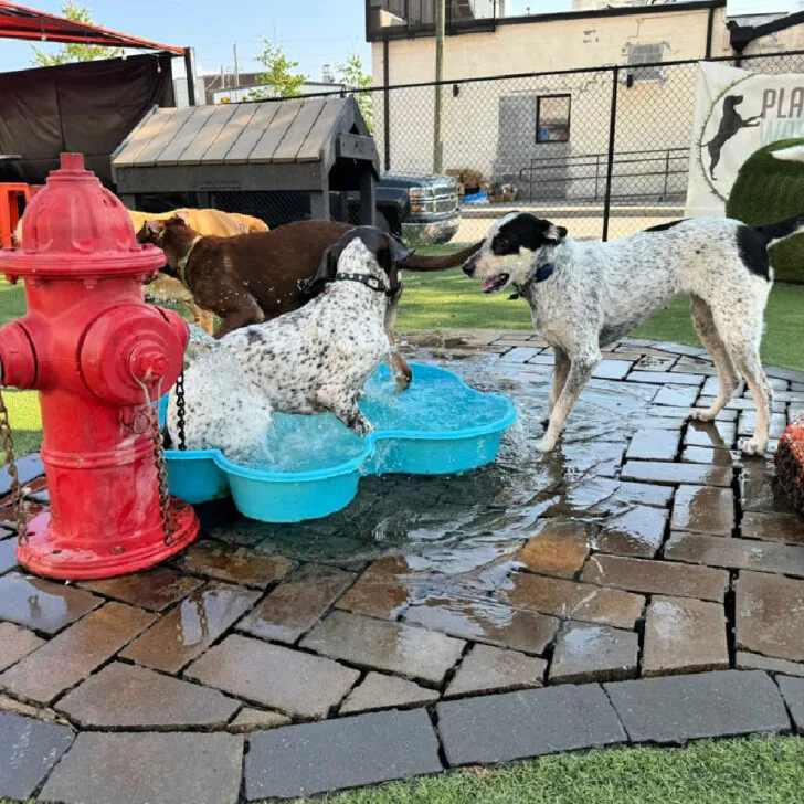 Fun Dog-Friendly Places in Chattanooga