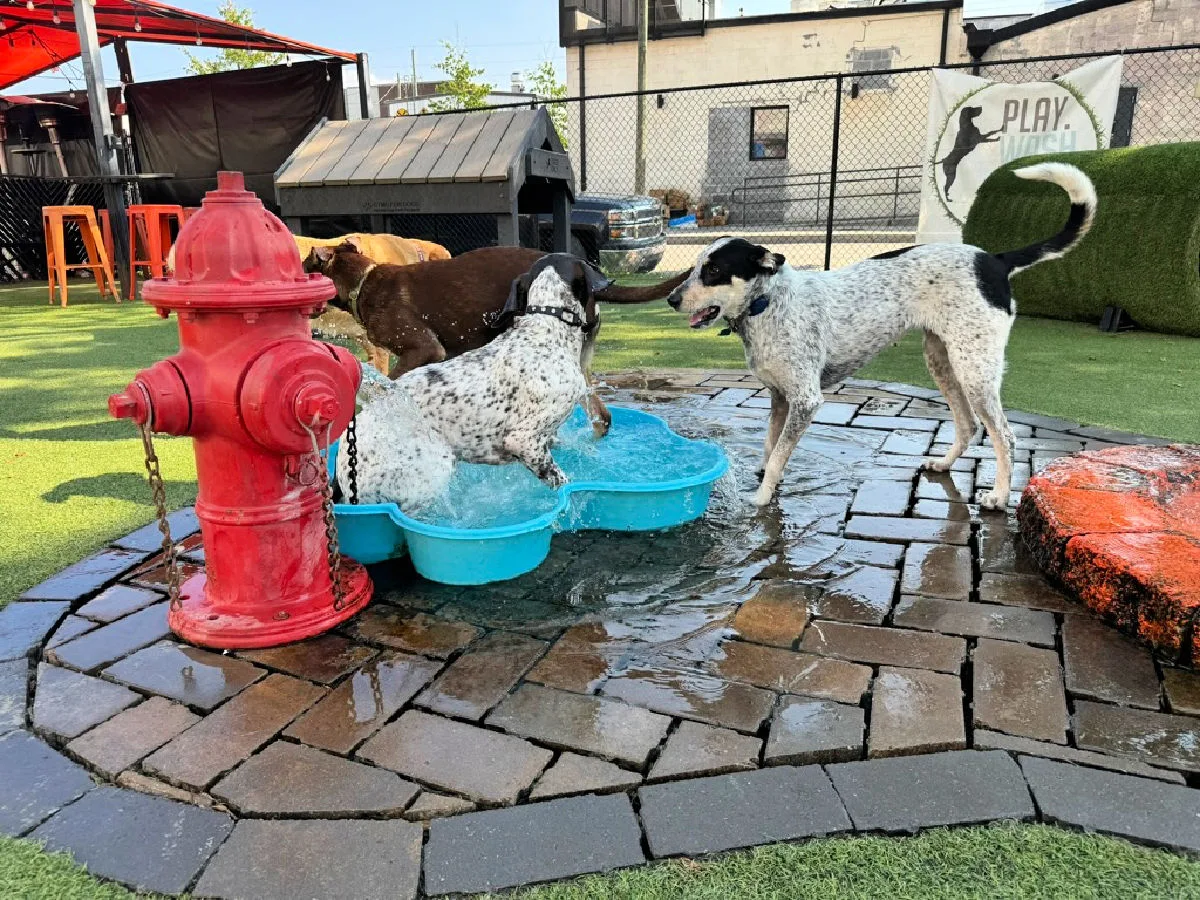 dog-friendly-places-in-chattanooga-tn