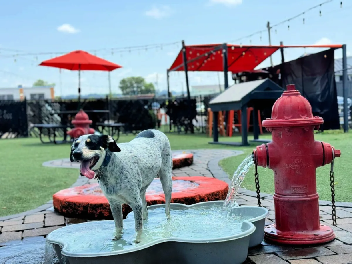 play-wash-pint-dog-bar