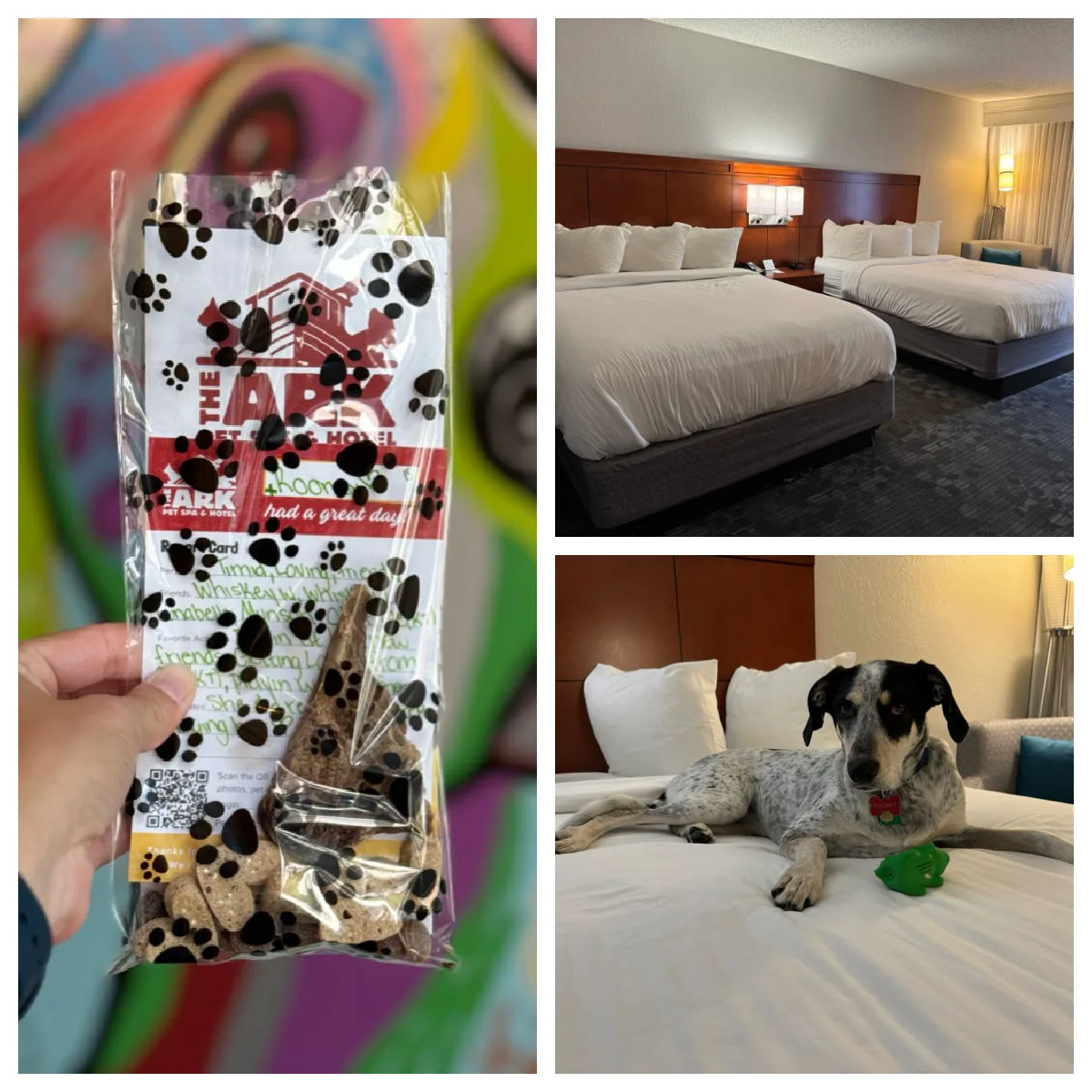 the-ark-pet-spa-and-hotel