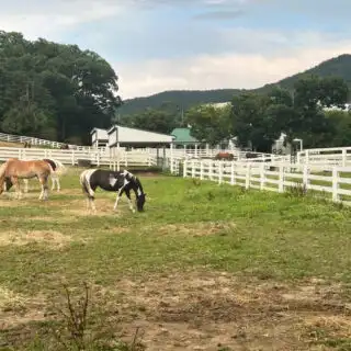 greenbrier-valley-horse-pasture