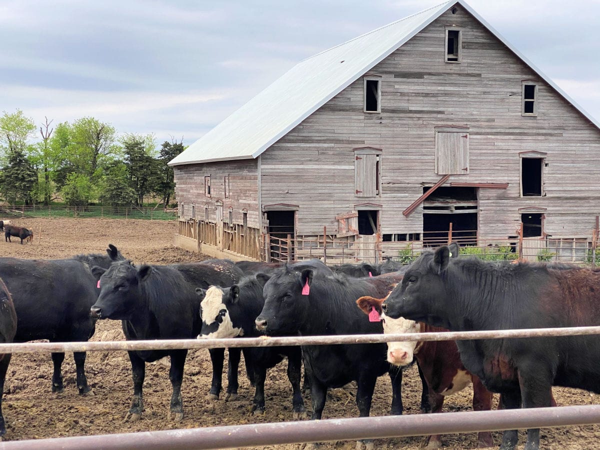cows-on-farm-brown-county-ks