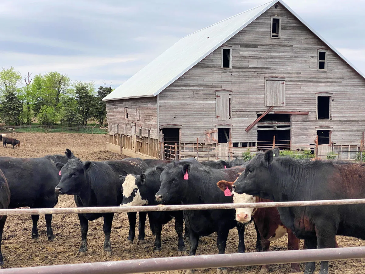 cows-on-farm-brown-county-ks