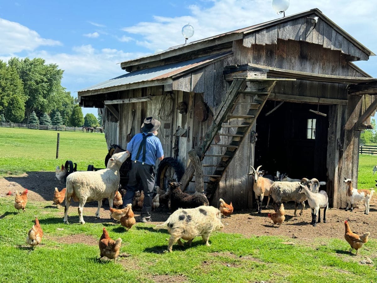 amish-farmer-and-animals