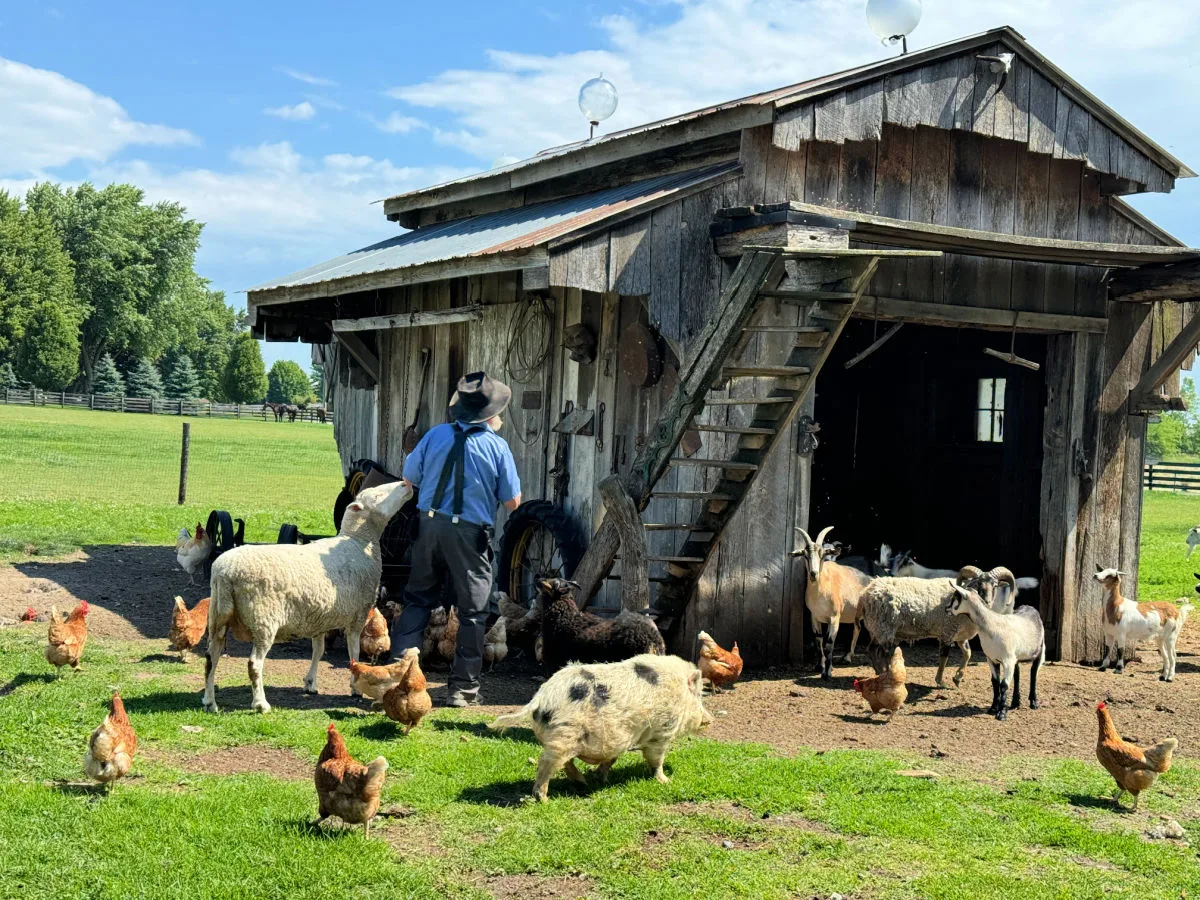 amish-farmer-and-animals