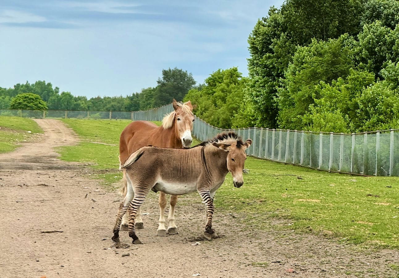 safari-animals-shipshewana