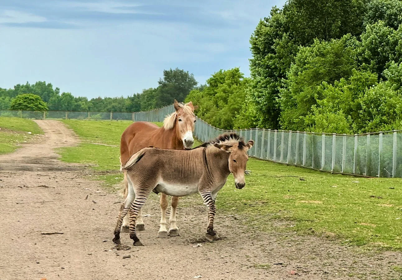 safari-animals-shipshewana