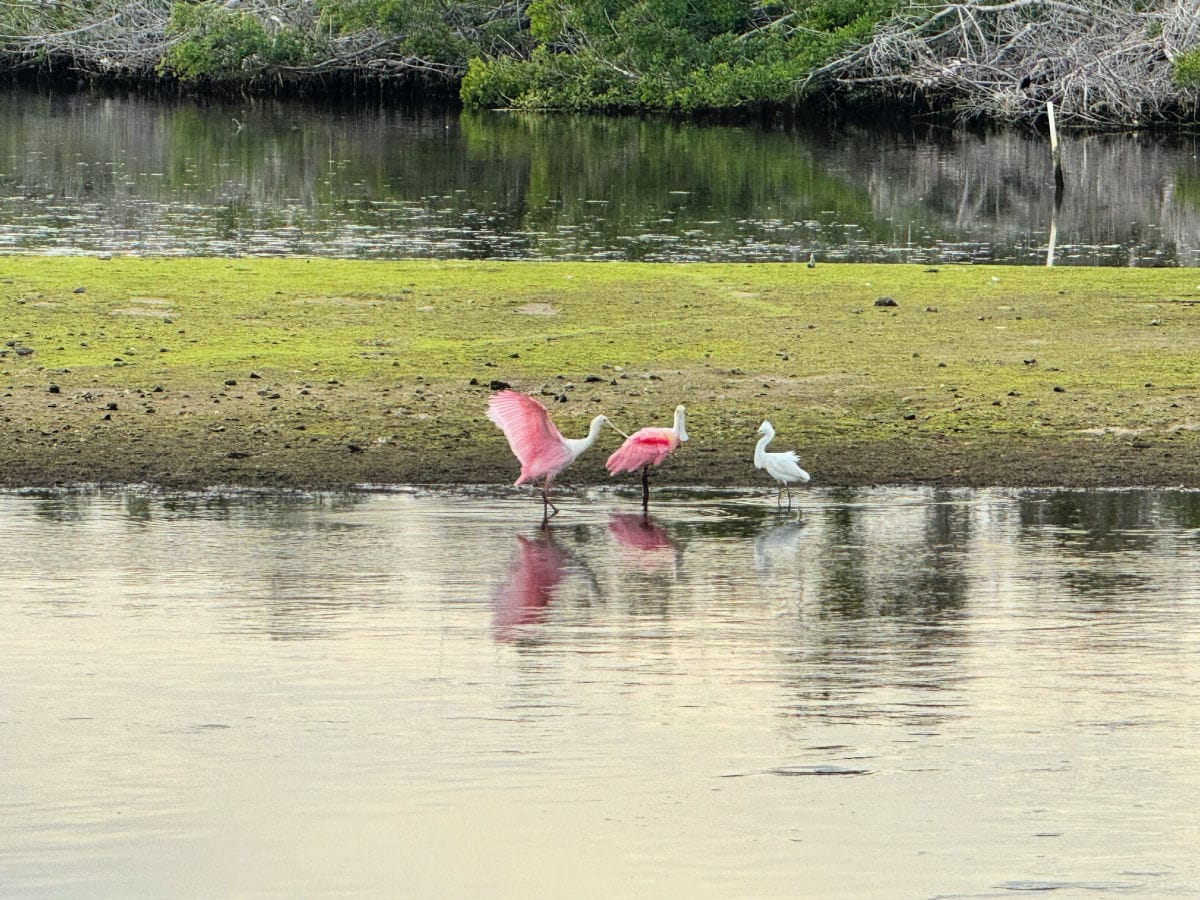 ding-darling-nature-preserve