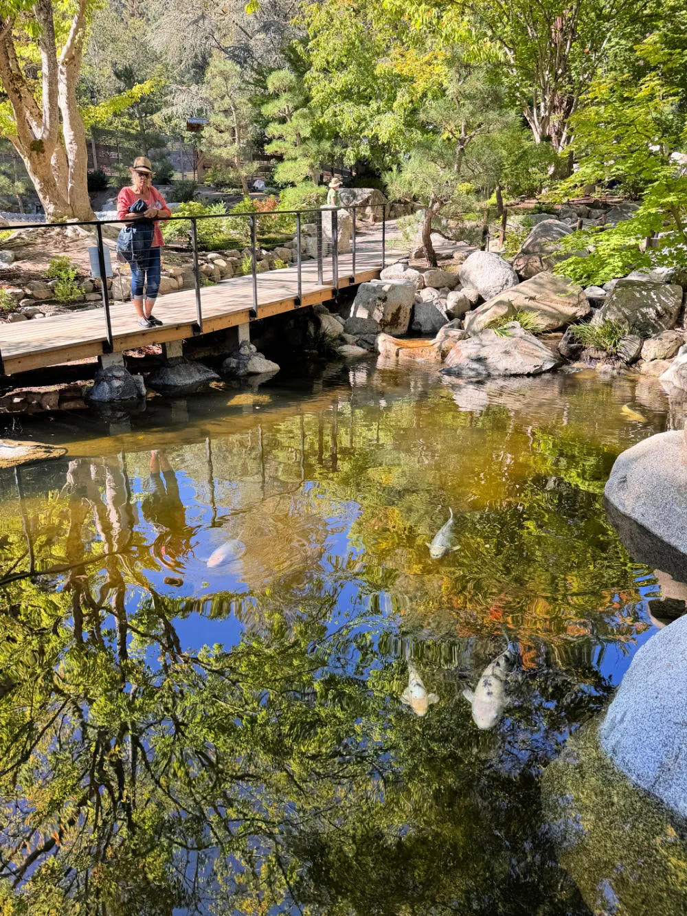 lithia-park-japanese-garden-koi