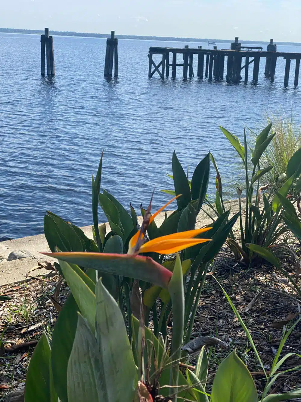 lake-monroe-pier-bird-of-paradise
