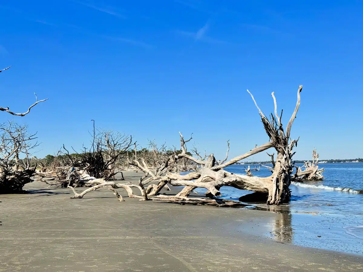driftwood-beach-georgia