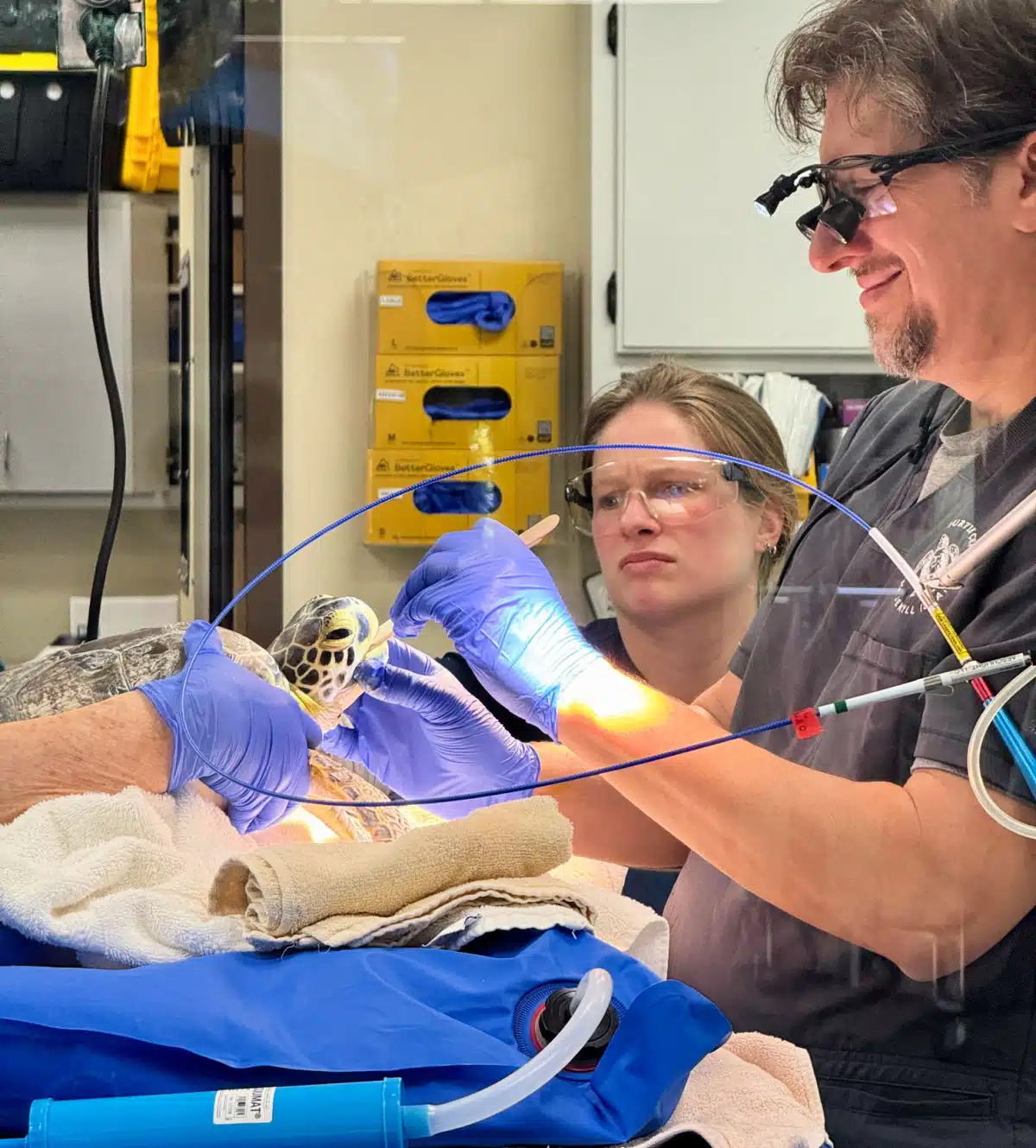 georgia-sea-turtle-hospital